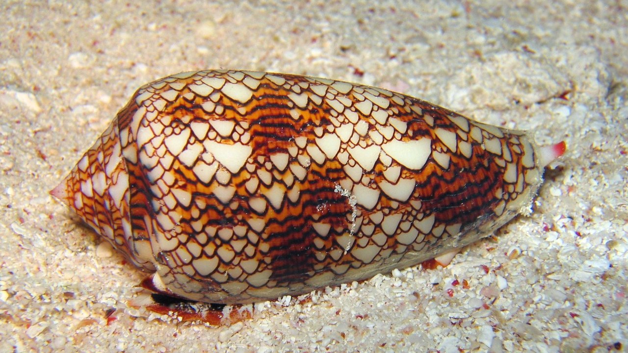 Textile Cone Snail — Image Credit: Richard Ling - CC BY-SA 3.0/Wiki Commons