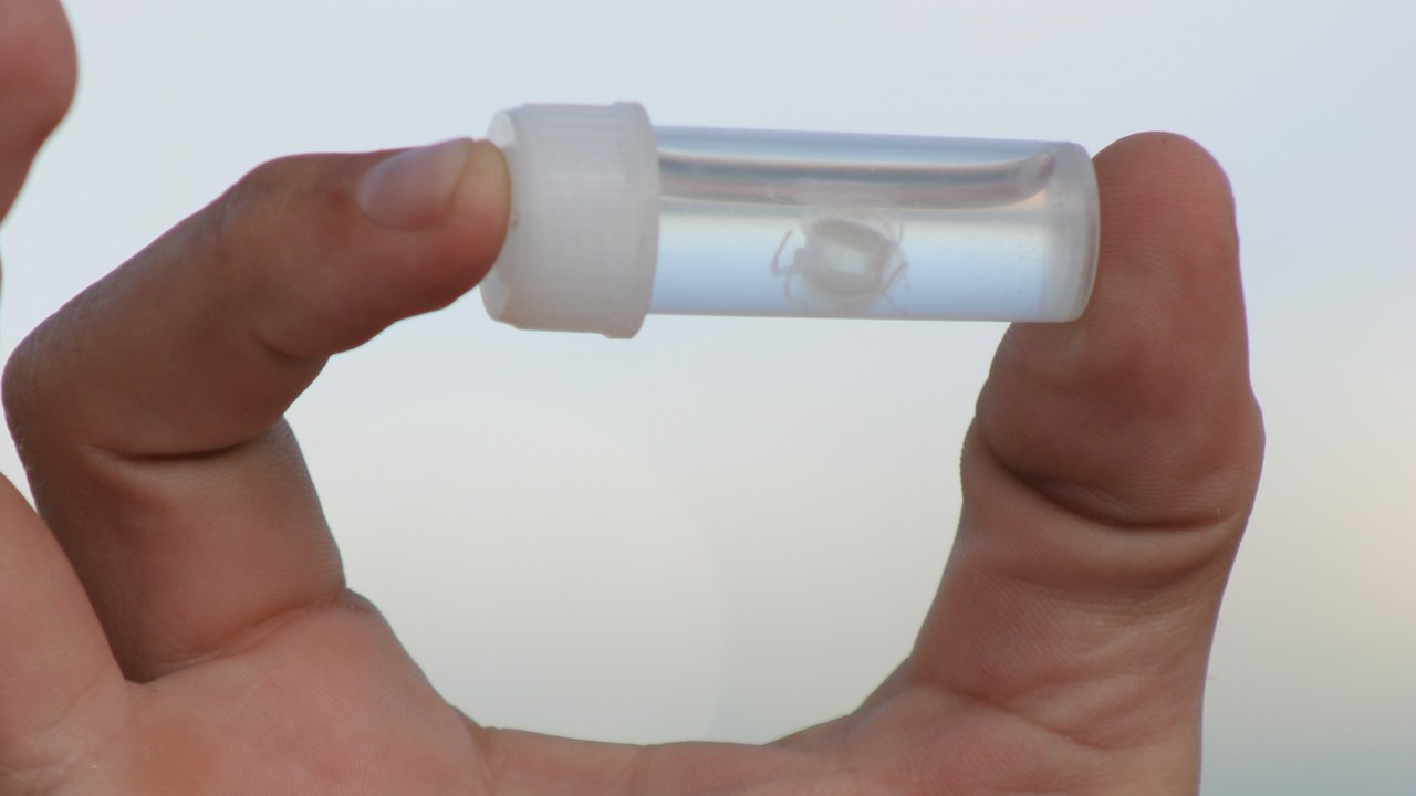 Irukandji Jellyfish — Image Credit: GondwanaGirl 04:29, 6 January 2009 (UTC) - CC BY-SA 3.0/Wiki Commons