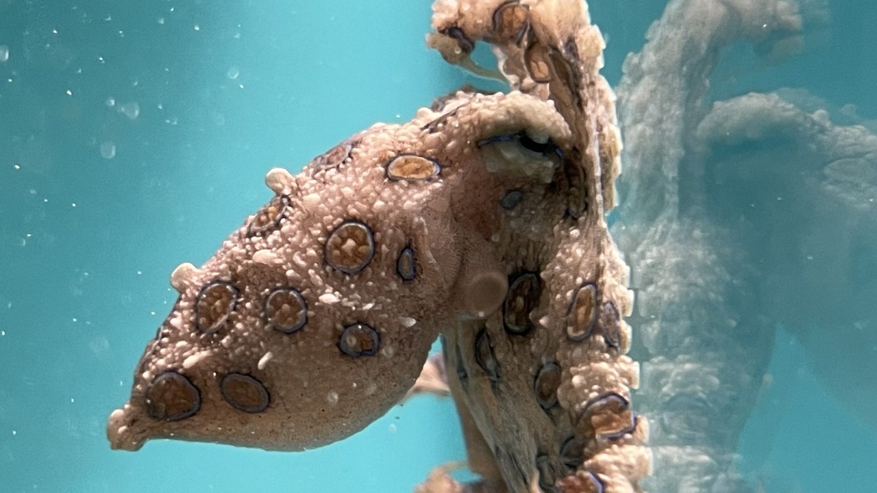 Blue-Lined Octopus — Image Credit: Totti - CC BY-SA 4.0/Wiki Commons
