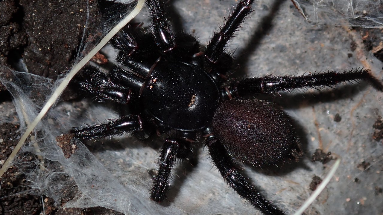 Sydney Funnel-Web Spider — Image Credit: thebeachcomber - CC BY 4.0/Wiki Commons