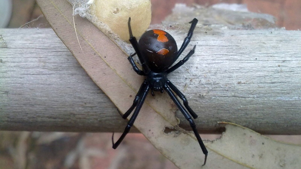 Redback Spider — Image Credit: Doug Beckers from Macmasters Beach, Australia - CC BY-SA 2.0/Wiki Commons