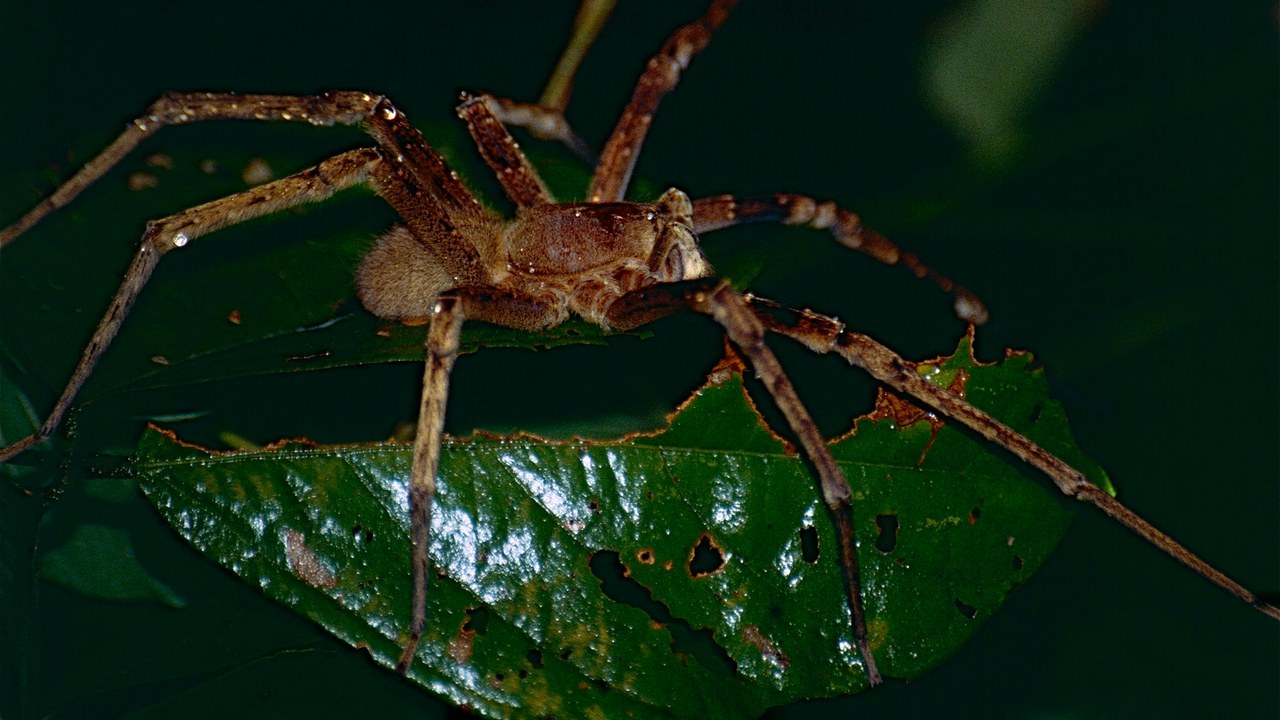 Brazilian Wandering Spider — Image Credit: Bernard DUPONT from FRANCE - CC BY-SA 2.0/Wiki Commons