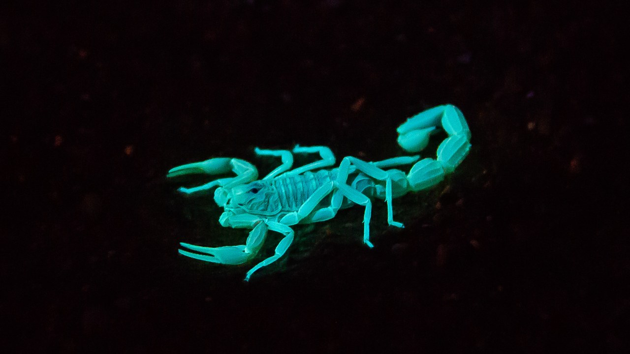 Deathstalker Scorpion — Image Credit: Iskra.piotr - CC BY-SA 4.0/Wiki Commons