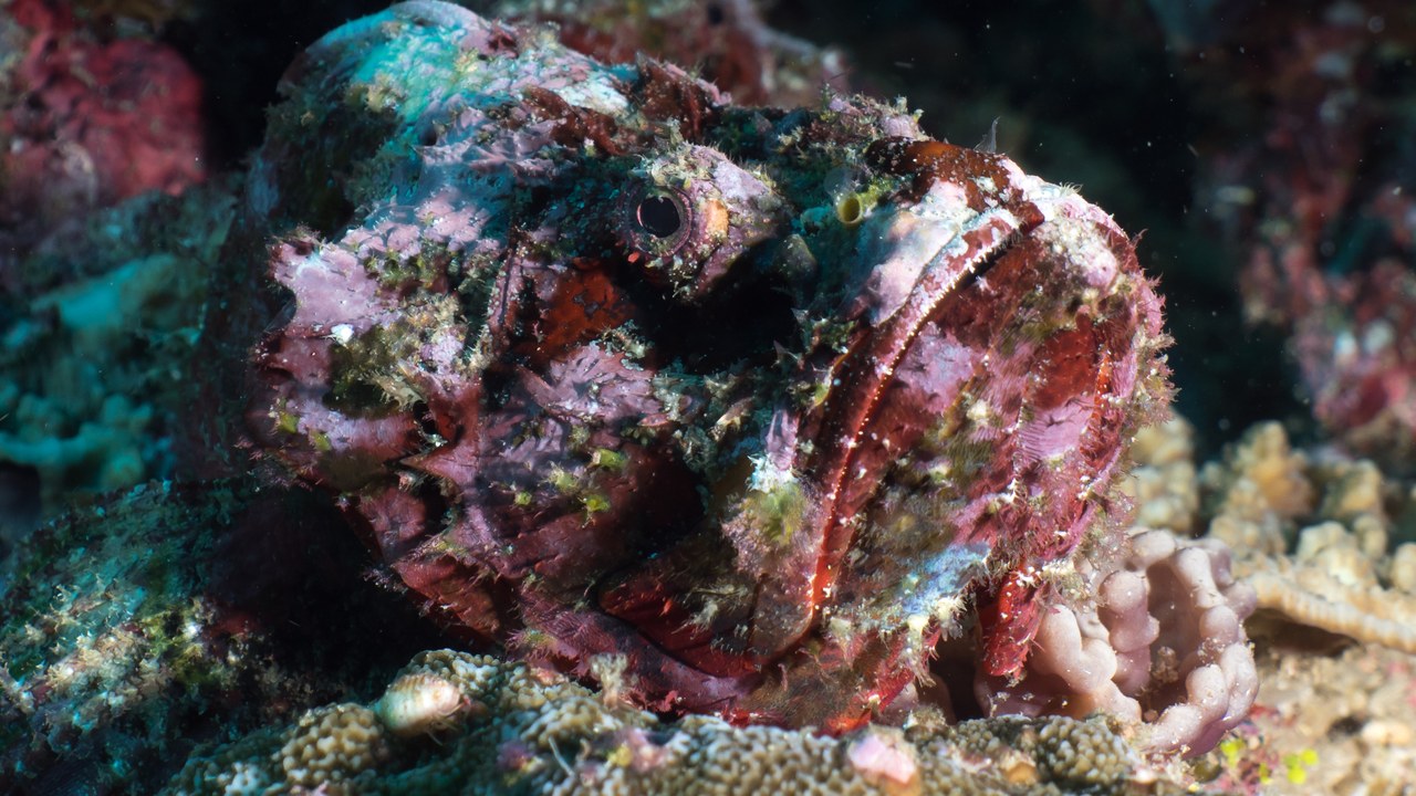 Reef Stonefish — Image Credit: Rickard Zerpe - CC BY 2.0/Wiki Commons