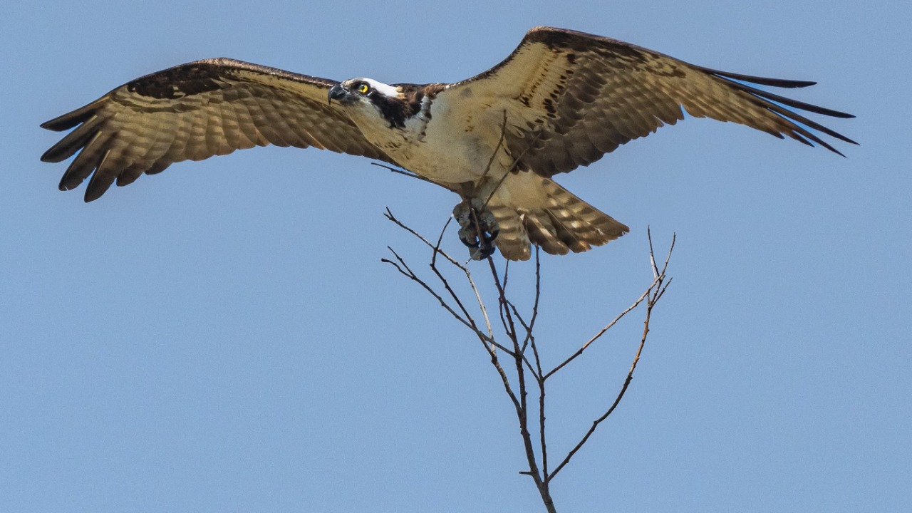 Osprey — Image Credit: Robert So/Pexels