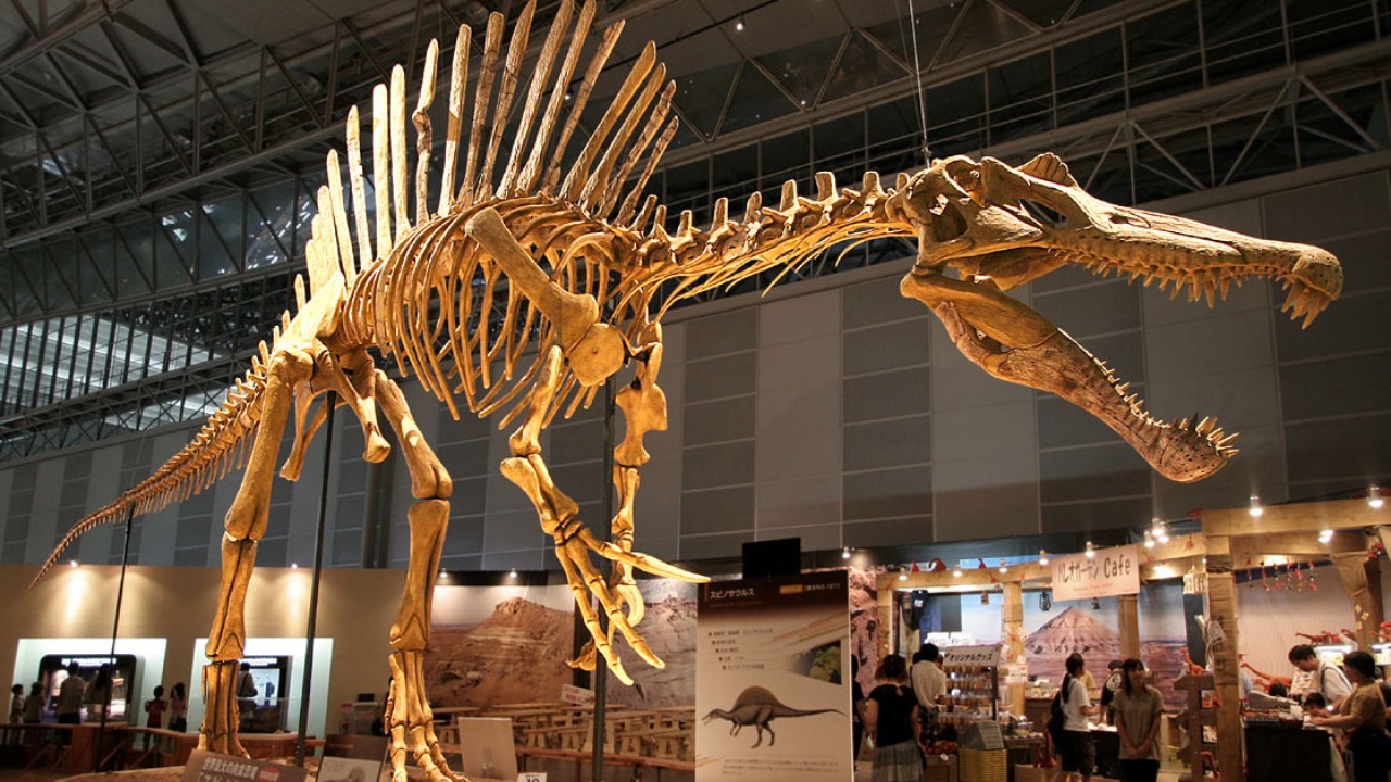 Spinosaurus — Image Credit: Kabacchi - CC BY 2.0/Wiki Commons