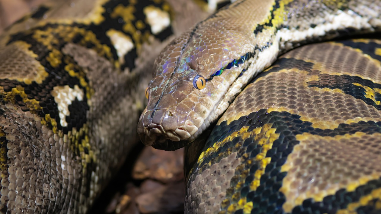 A detailed image of a reticulated python showcasing its patterned scales and intricate skin texture.