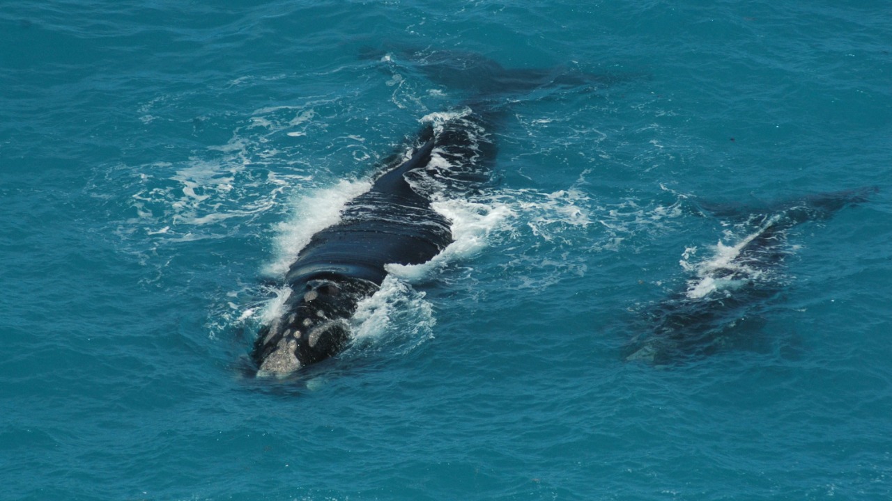 North Atlantic right whale — Image Credit: Neil Smith/Pexels