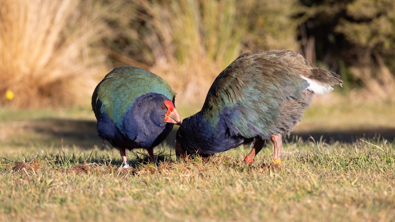Takahe — Image Credit: Jonathan Payne/Pexels