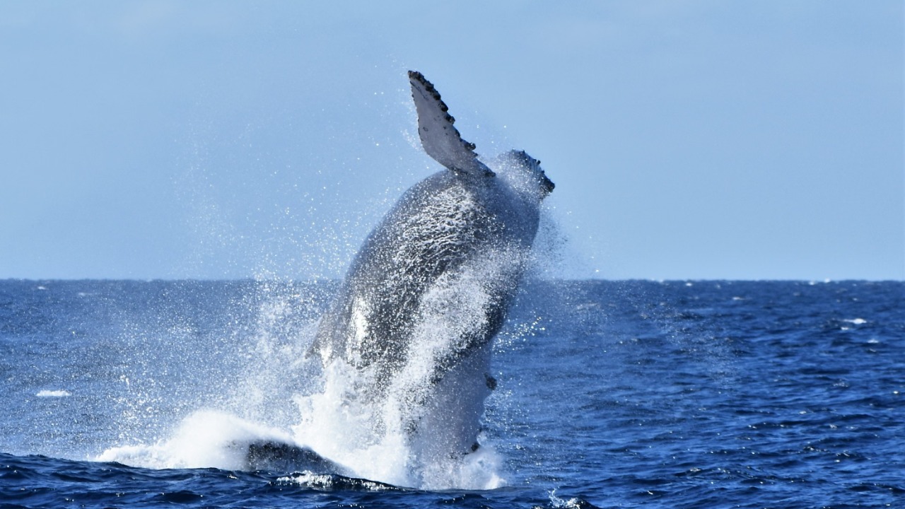 Humpback whale — Image Credit: Wendy Mayo/Pexels