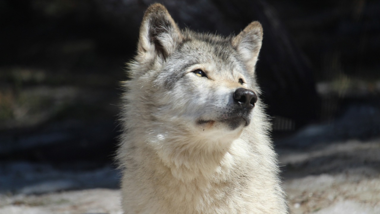 Gray wolf — Image Credit: hellotonytheturtle/Unsplash