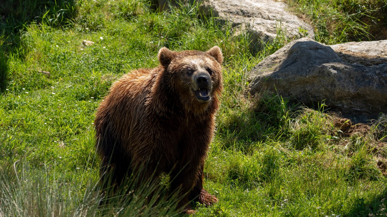 Grizzly bear — Image Credit: Robert Antoun/Pexels