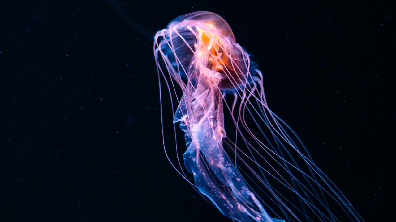 Jellyfish — Image Credit: Fotis Michalainas/Pexels
