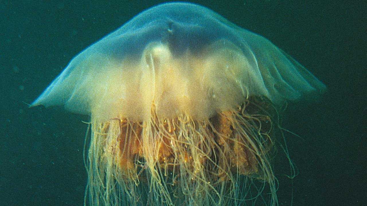 Lion's mane jellyfish — Image Credit: Derek Keats/Pexels