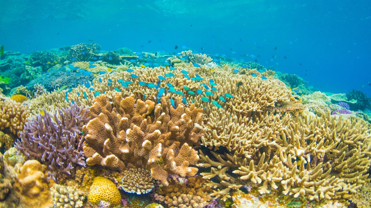Coral — Image Credit: 沖縄ダイビングスクール ワールドダイビング/Pexels