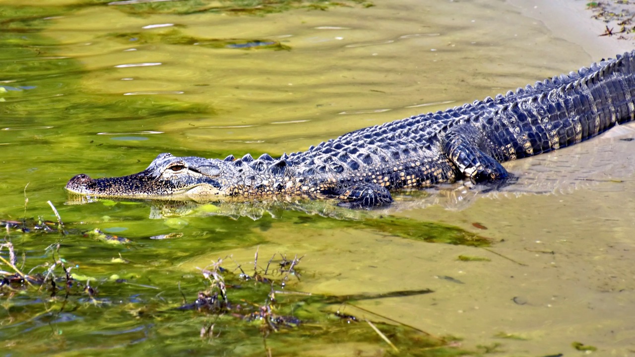 American alligator — Image Credit: Jeffrey Eisen/Pexels
