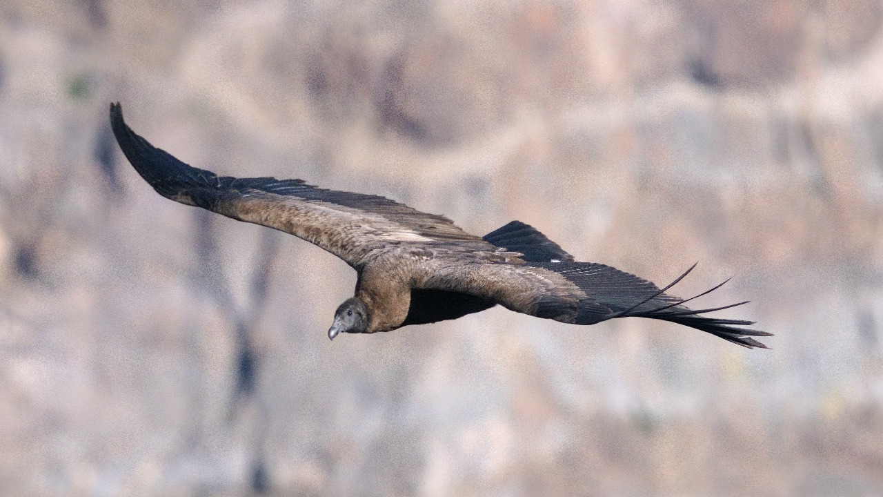 California condor — Image Credit: Leonardo Merlo/Pexels