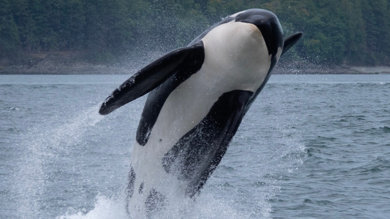 Orca — Image Credit: Adam Ernster/Pexels