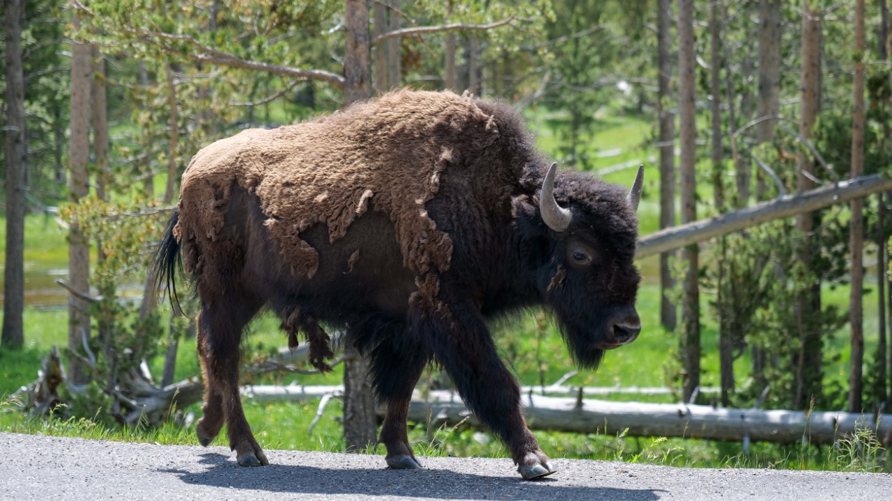 American bison — Image Credit: Mark Direen/Pexels