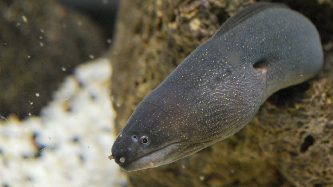 Moray eel — Image Credit: Mojca J/Pexels