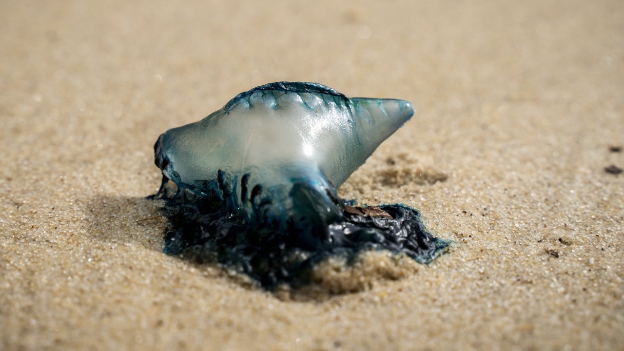Portuguese man o' war — Image Credit: Gilberto Olimpio/Pexels