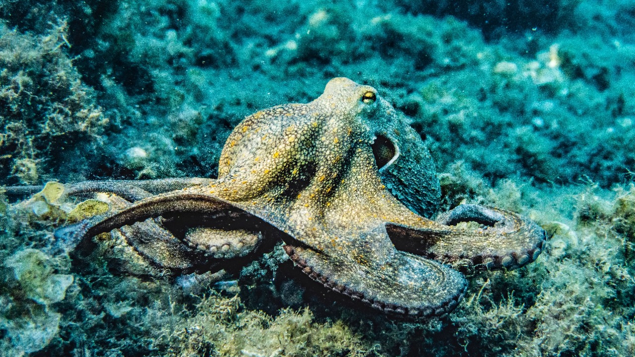 Octopus — Image Credit: Pia B/Pexels