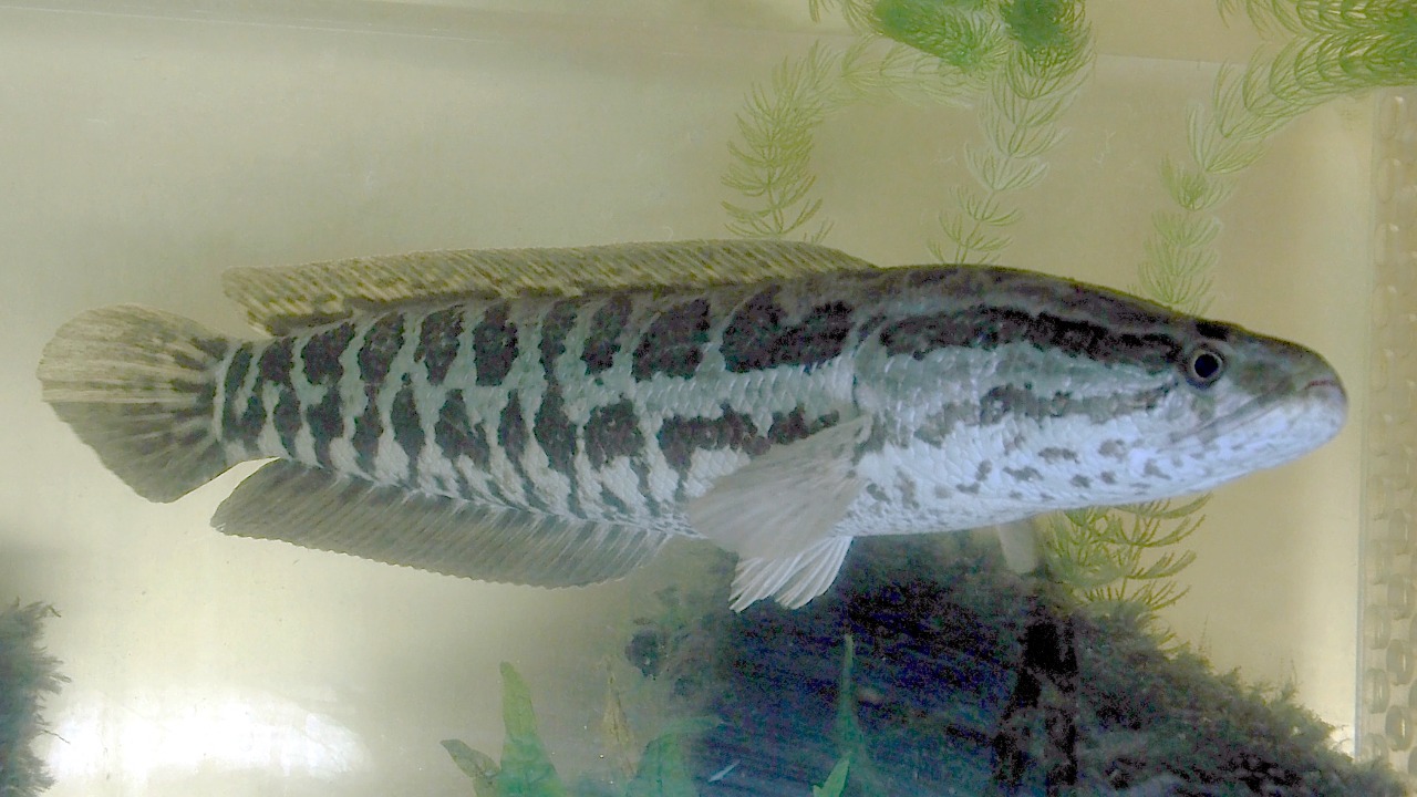 Northern snakehead — Image Credit: George Berninger Jr. - CC BY-SA 4.0/Wiki Commons