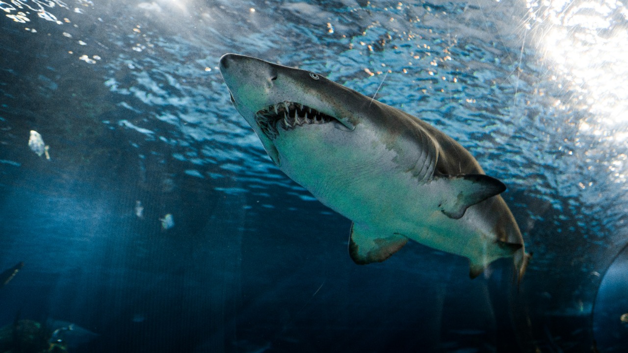 Great white shark — Image Credit: marcelocidrack/Unsplash