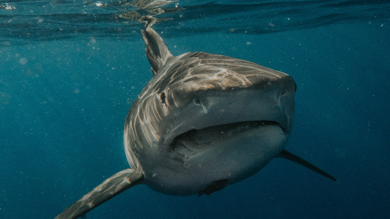 Great white shark — Image Credit: Daniel Torobekov/Pexels