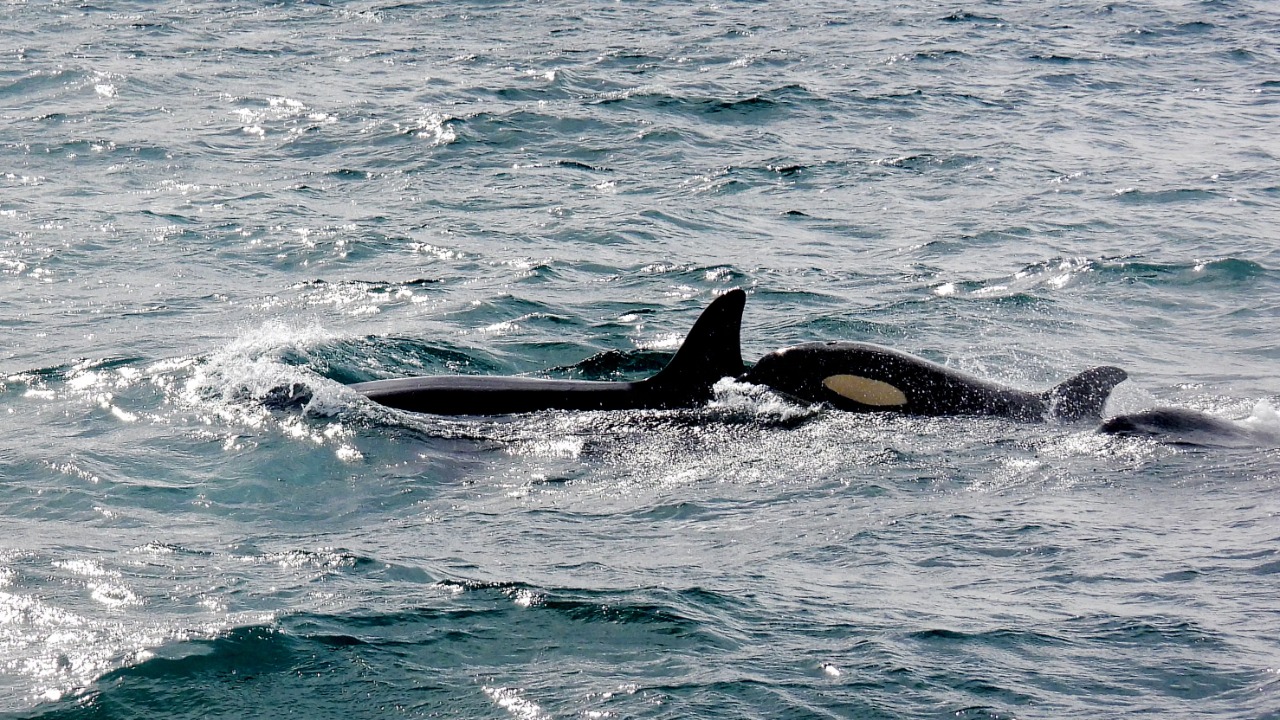 Killer whale — Image Credit: Ronile /Pexels