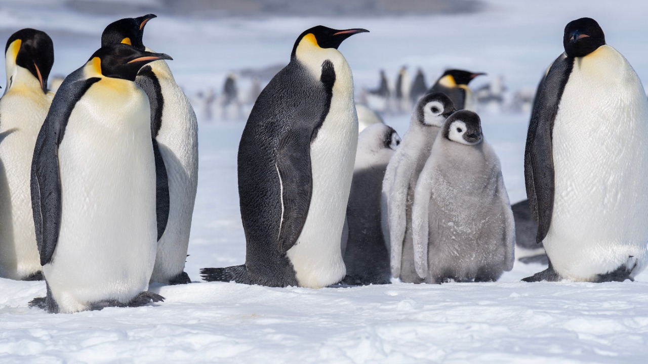 Emperor penguin — Image Credit: Jan Tang/Pexels