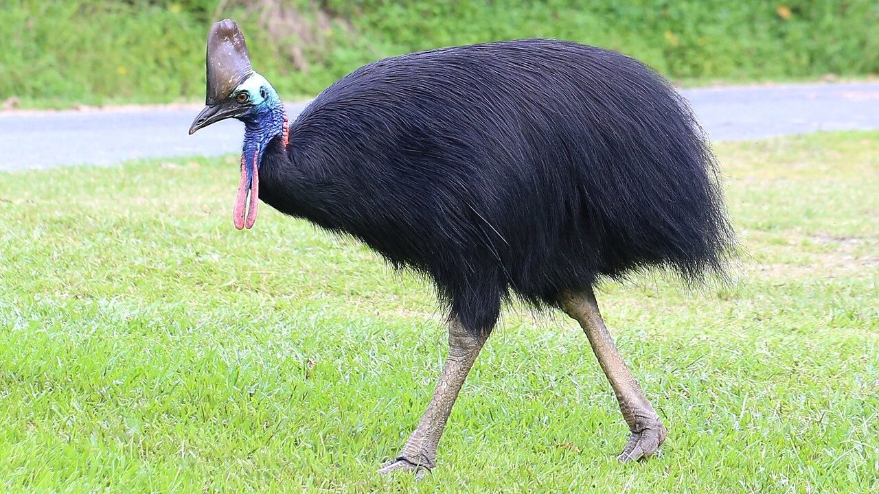 Southern cassowary — Image Credit: A free ranging Southern Cassowary (Casuarius casuarius) at