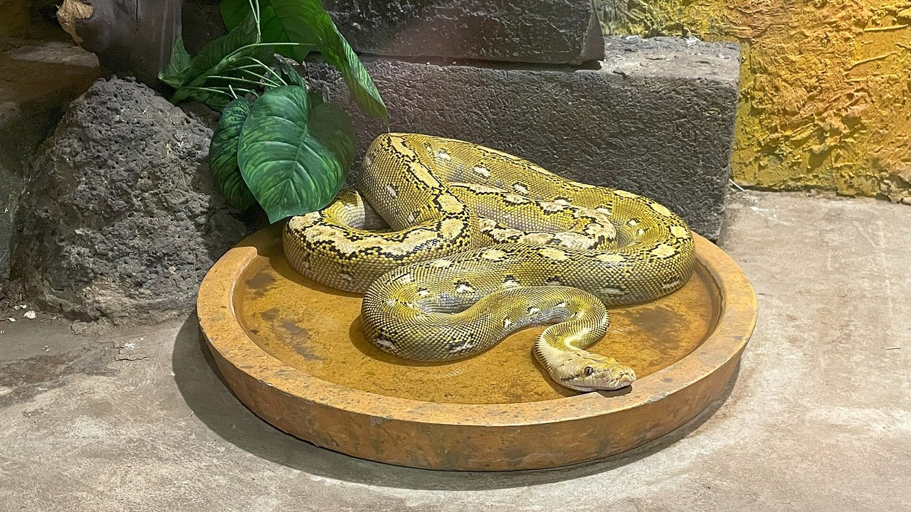 Burmese python — Image Credit: Asamoto - CC BY 4.0/Wiki Commons