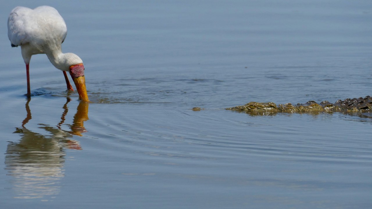 Day 30 Nile Crocodile (Crocodylus niloticus) approaching a wary Yellow-billed Stork (Mycteria ibis) (53272185100).jpg