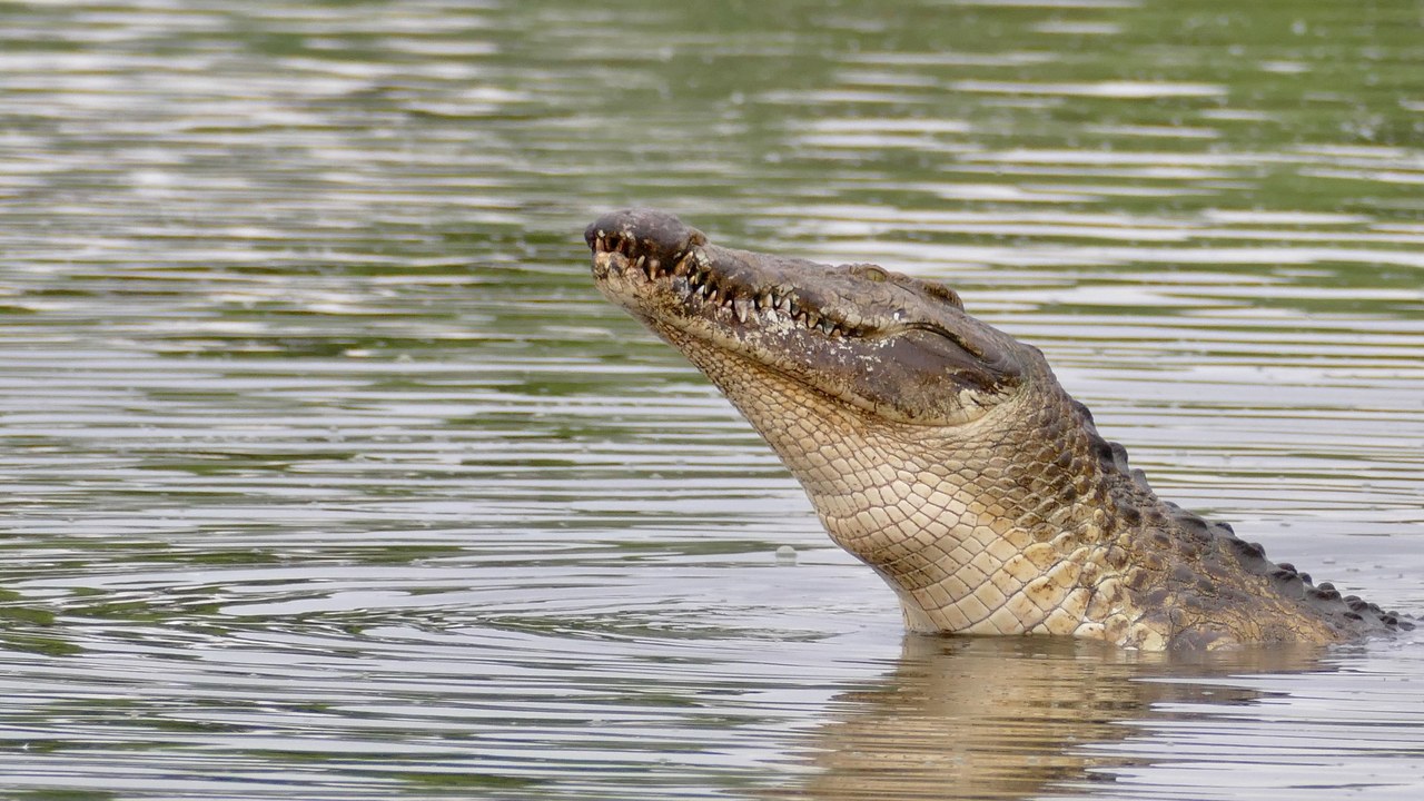 Nile crocodile — Image Credit: Bernard DUPONT from FRANCE - CC BY-SA 2.0/Wiki Commons