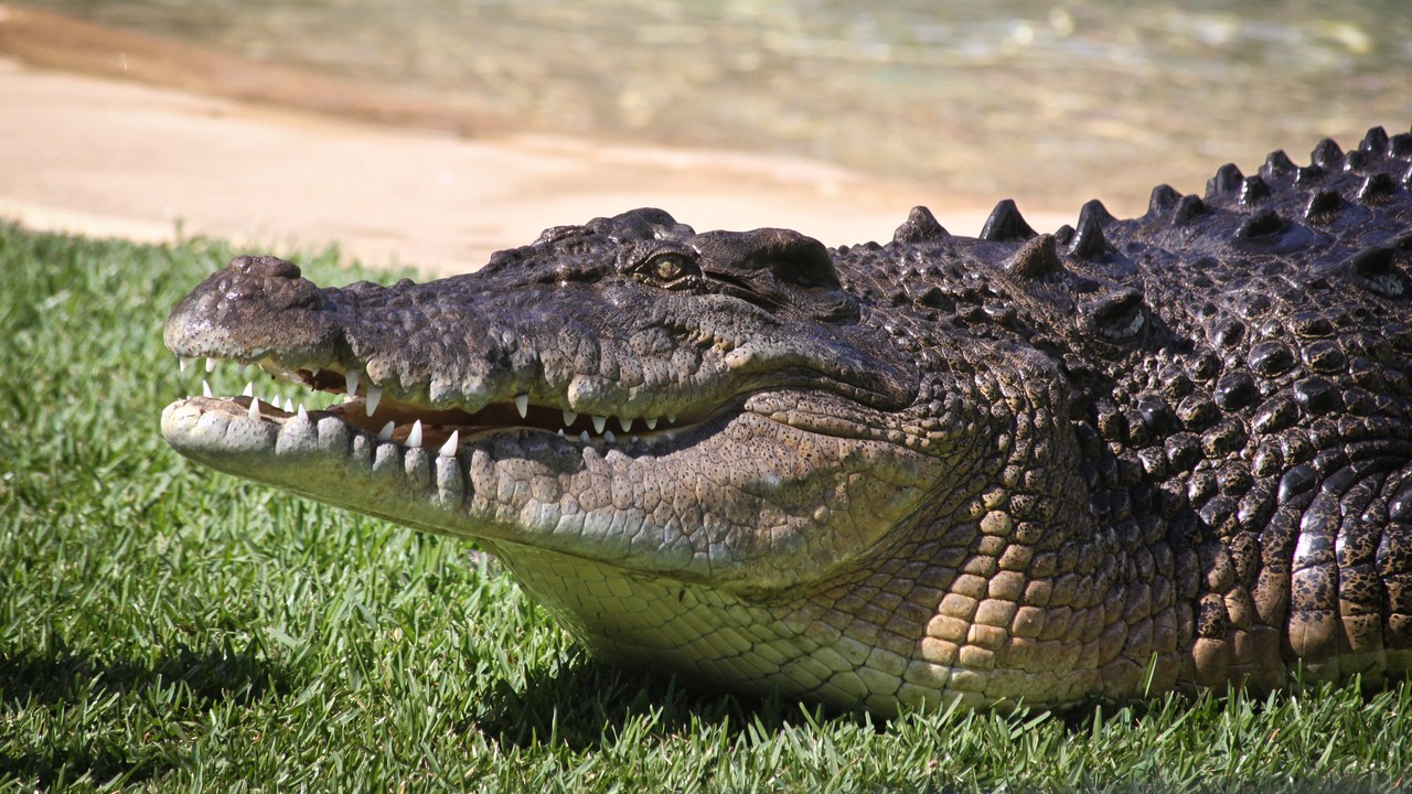 Saltwater crocodile — Image Credit: Louis Jones - CC BY-SA 2.0/Wiki Commons