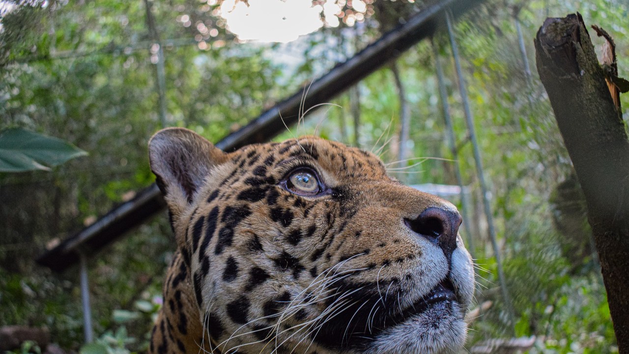 Jaguar — Image Credit: MauMirror - CC BY-SA 4.0/Wiki Commons