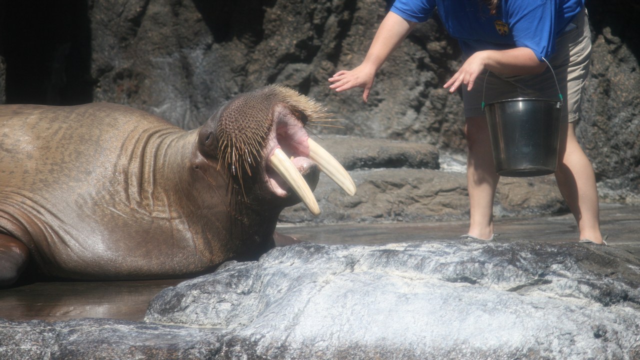 Walrus — Image Credit: Flickr user Gore Fiendus (Jerry Frausto) - CC BY 2.0/Wiki Commons