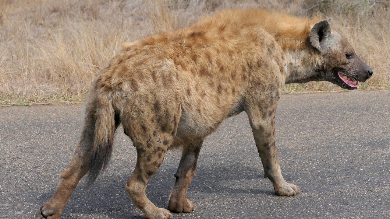 Spotted hyena — Image Credit: Bernard DUPONT - CC BY-SA 2.0/Wiki Commons