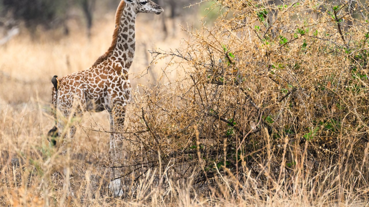 Giraffe — Image Credit: Eric Kilby - CC BY-SA 2.0/Wiki Commons