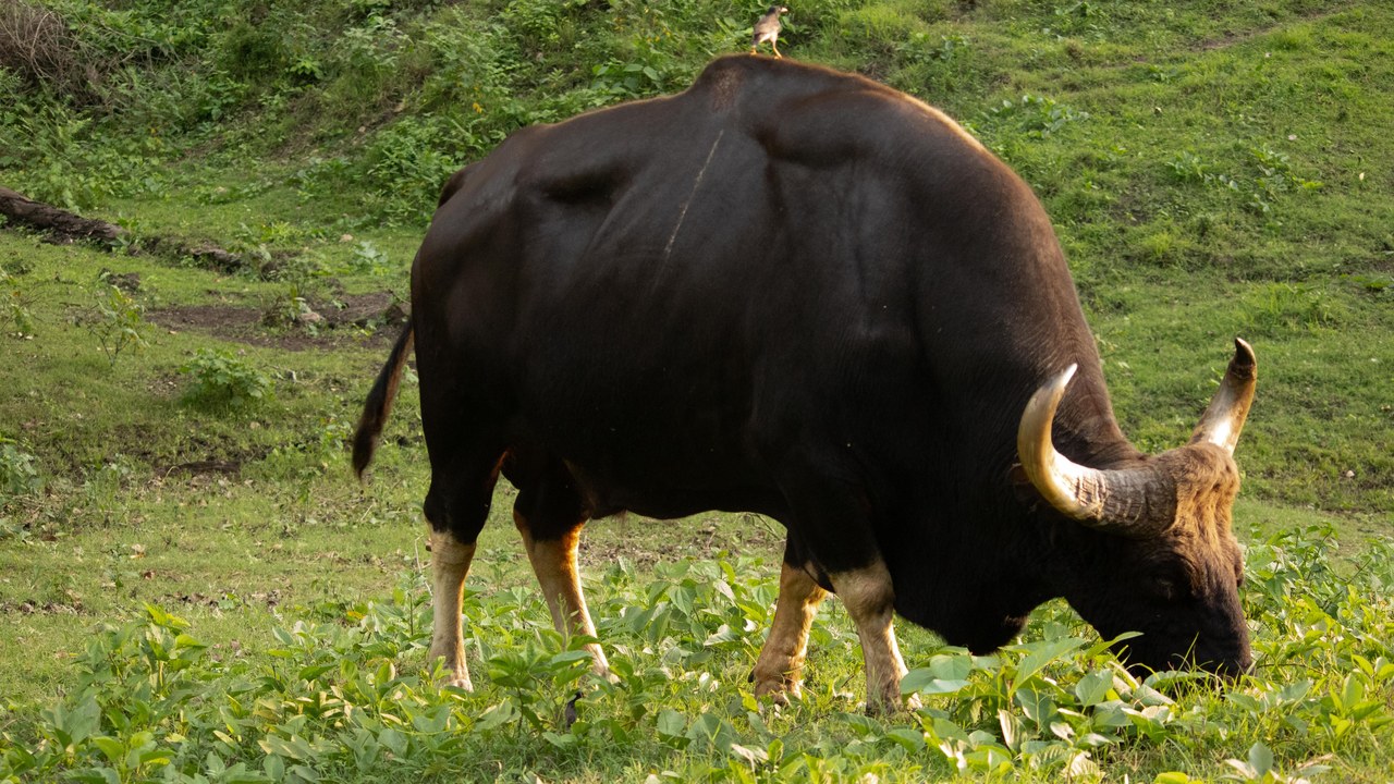 Gaur — Image Credit: Magnetic Grunt - CC BY 4.0/Wiki Commons