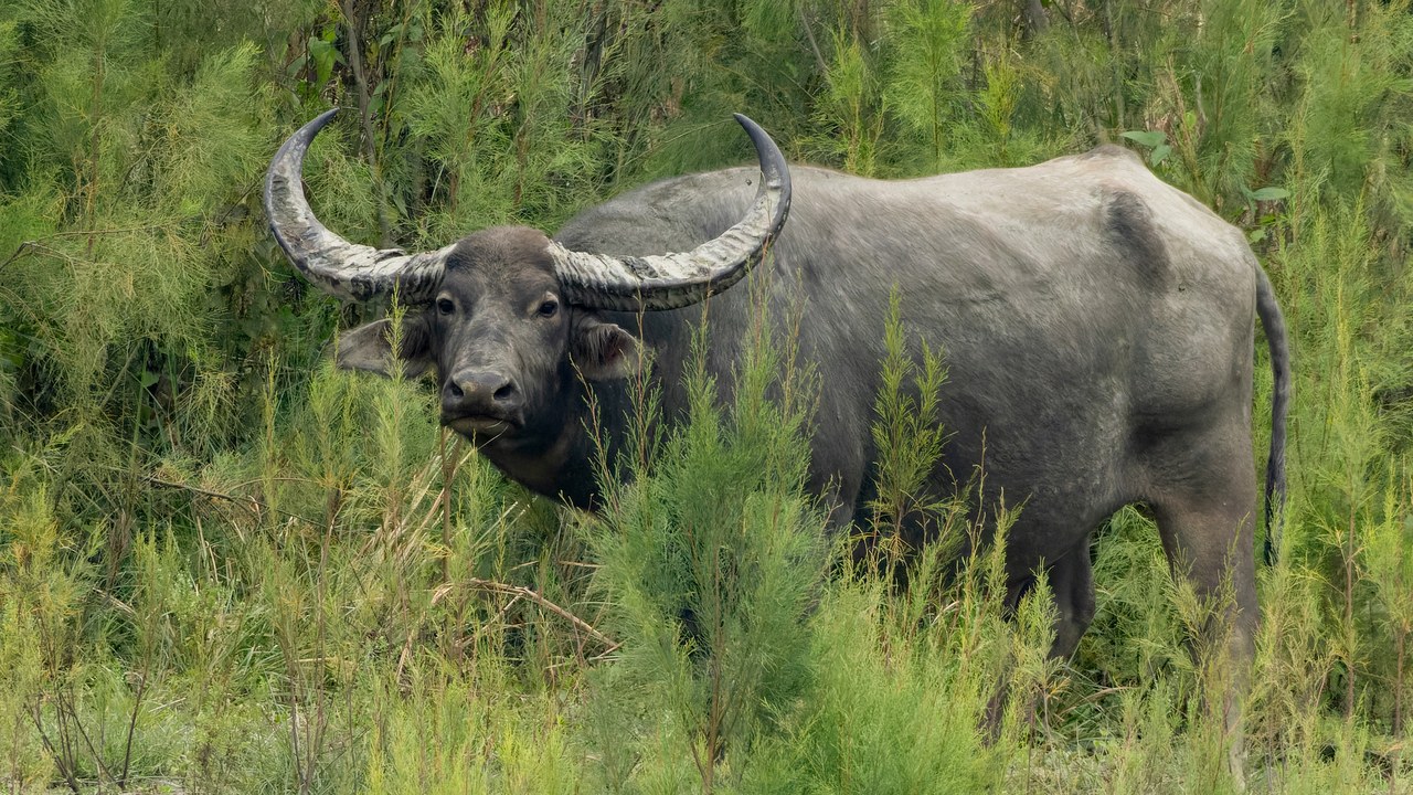 Wild water buffalo — Image Credit: Tisha Mukherjee - CC BY-SA 4.0/Wiki Commons