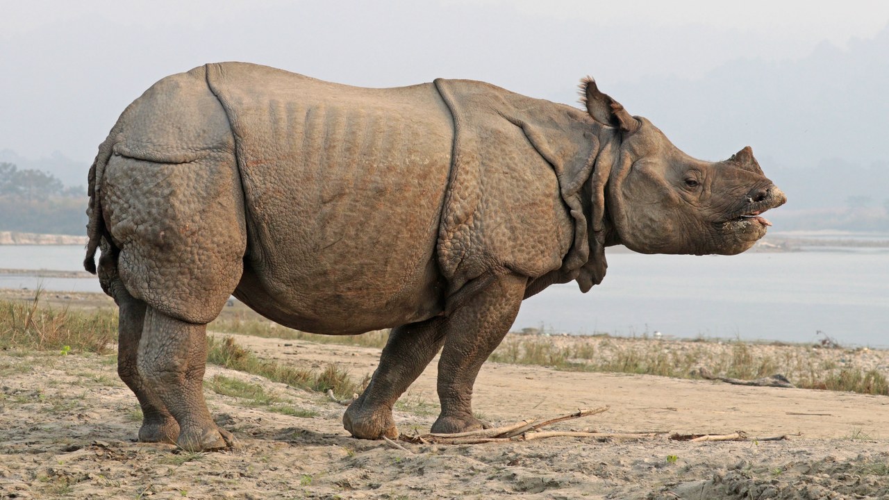 Indian rhinoceros — Image Credit: Charles J. Sharp - CC BY-SA 4.0/Wiki Commons