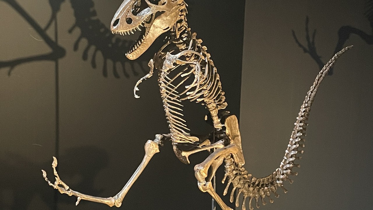Tyrannosaurus rex — Image Credit: Eight heads serpent - CC BY-SA 4.0/Wiki Commons