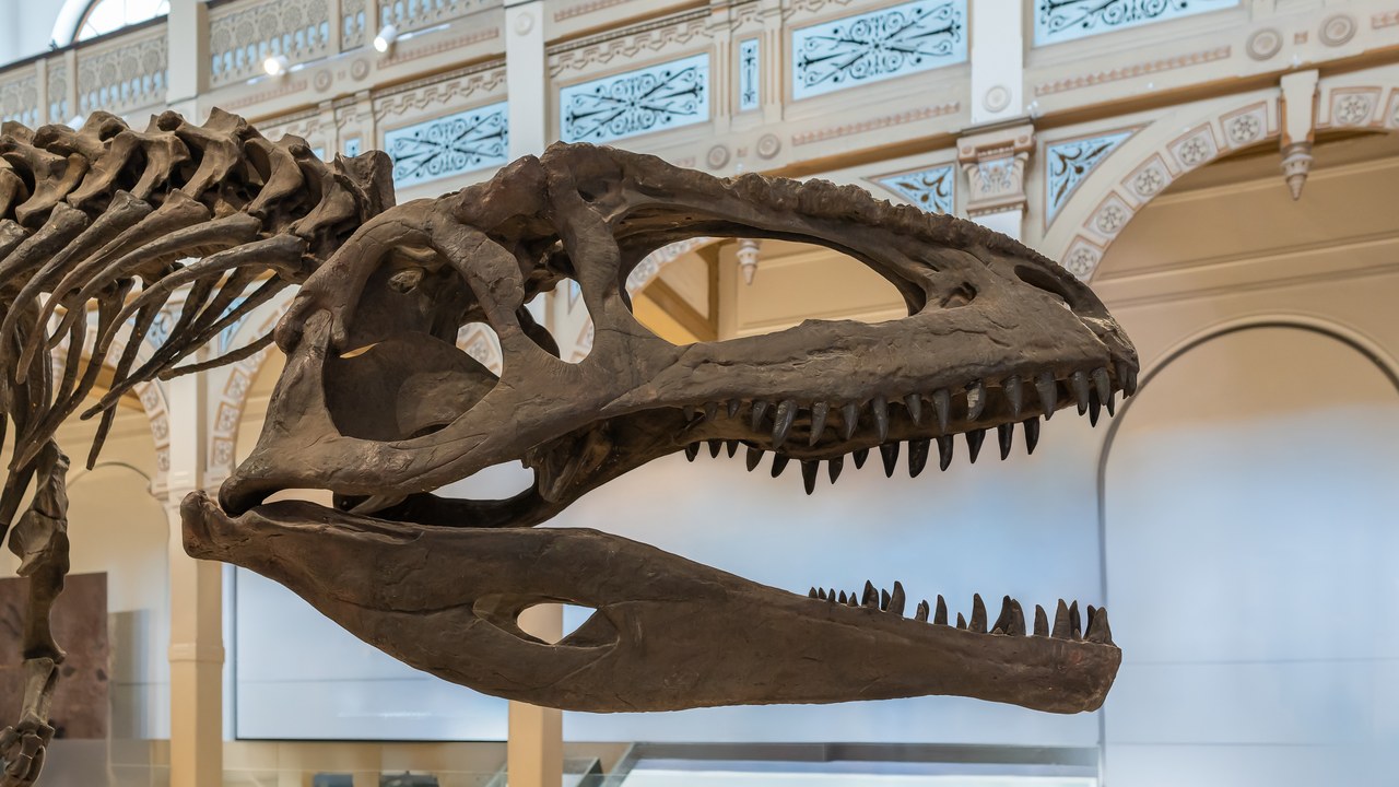 Giganotosaurus — Image Credit: Rjcastillo - CC BY-SA 4.0/Wiki Commons