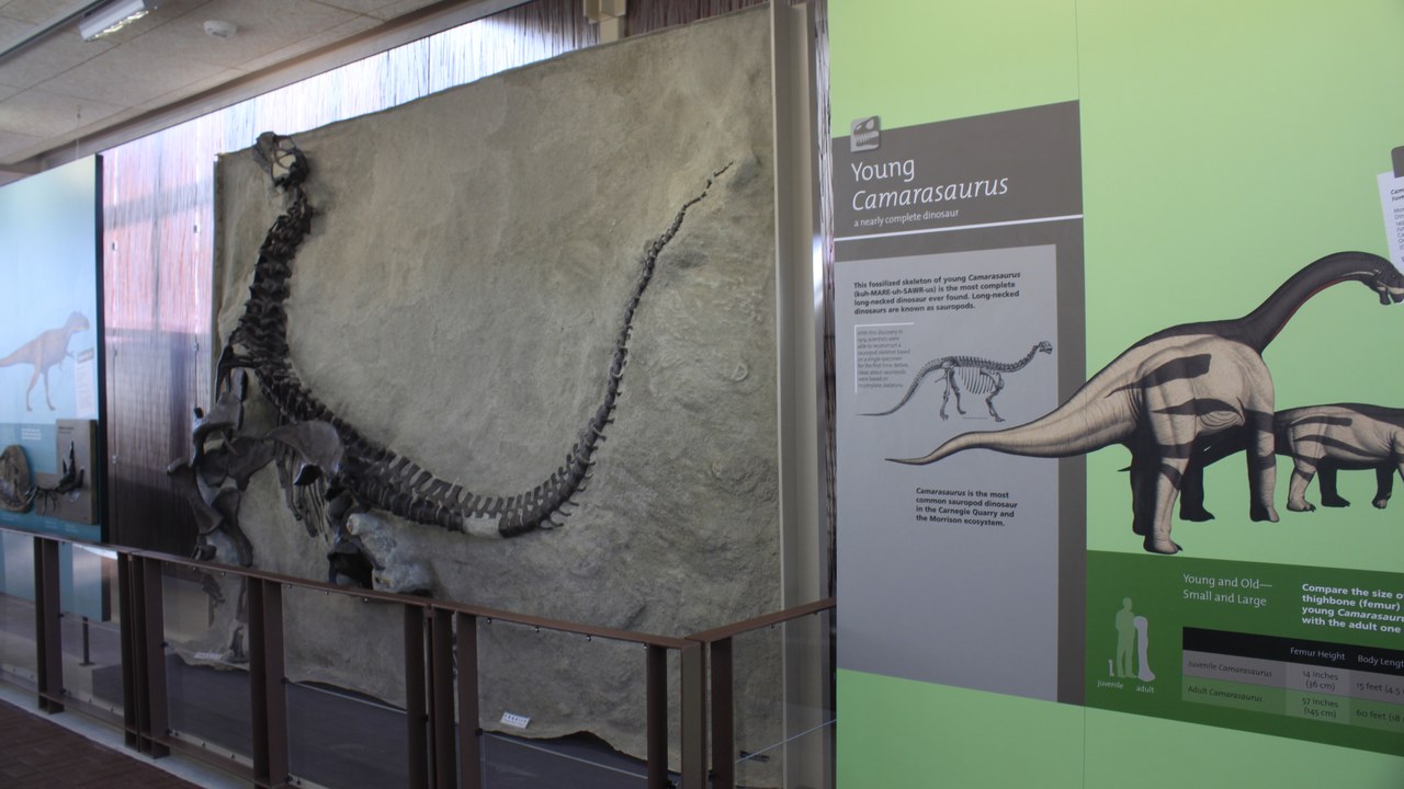 Camarasaurus — Image Credit: NPS Photo - Public domain/Wiki Commons