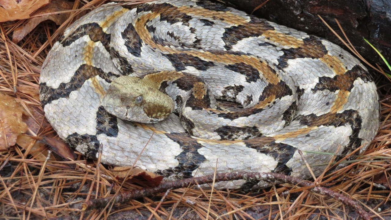Timber rattlesnake — Image Credit: NPS Photo - Public domain/Wiki Commons