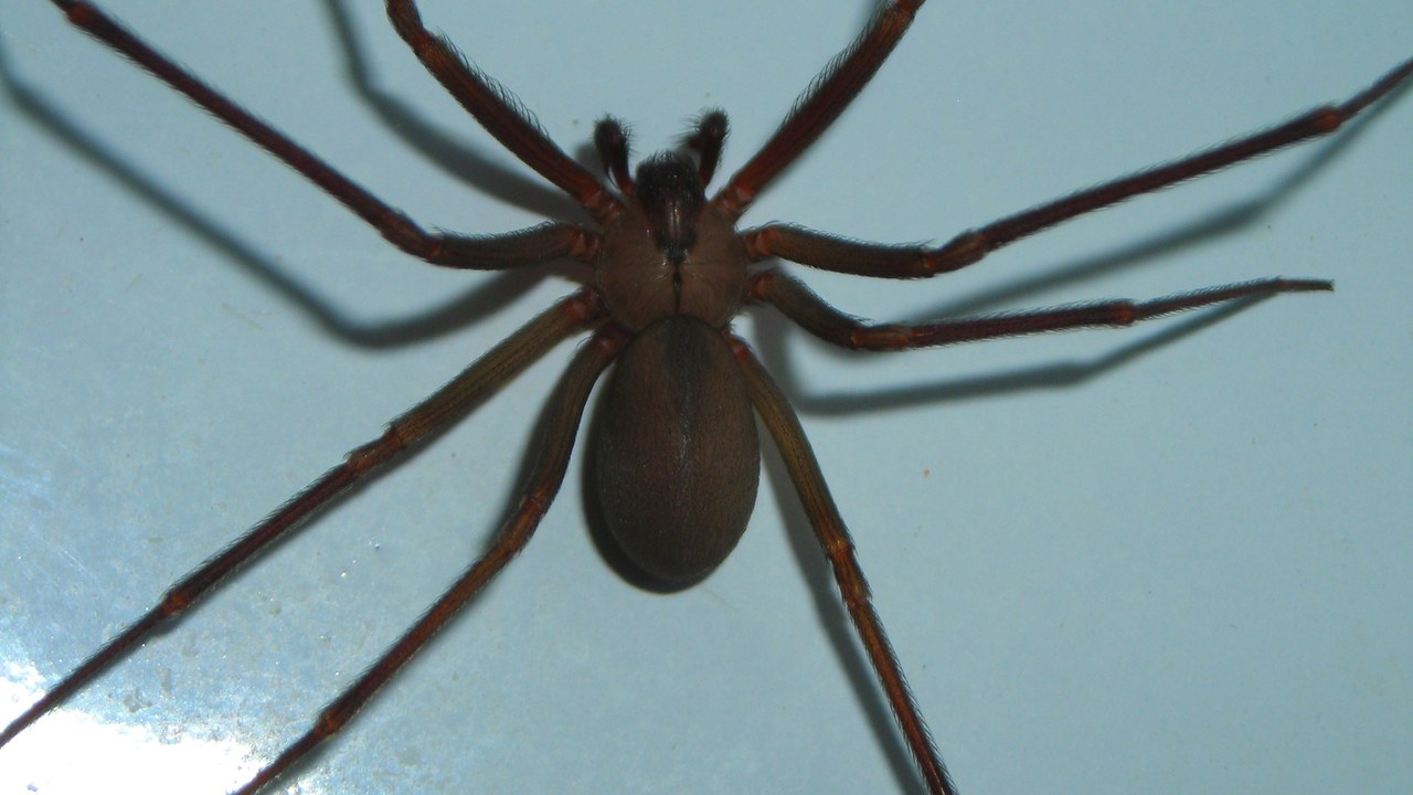 Brown recluse spider — Image Credit: Br-recluse-guy - Public domain/Wiki Commons