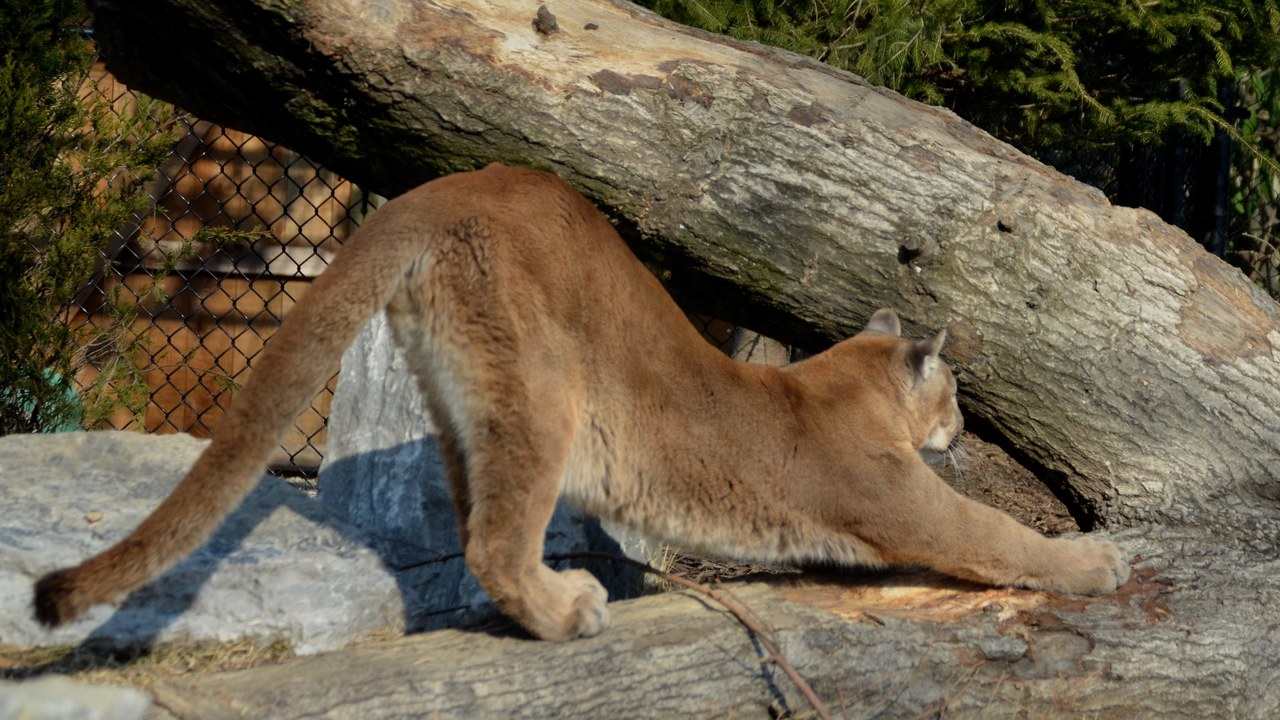Mountain lion — Image Credit: Charles Barilleaux from Cincinnati - CC BY 2.0/Wiki Commons