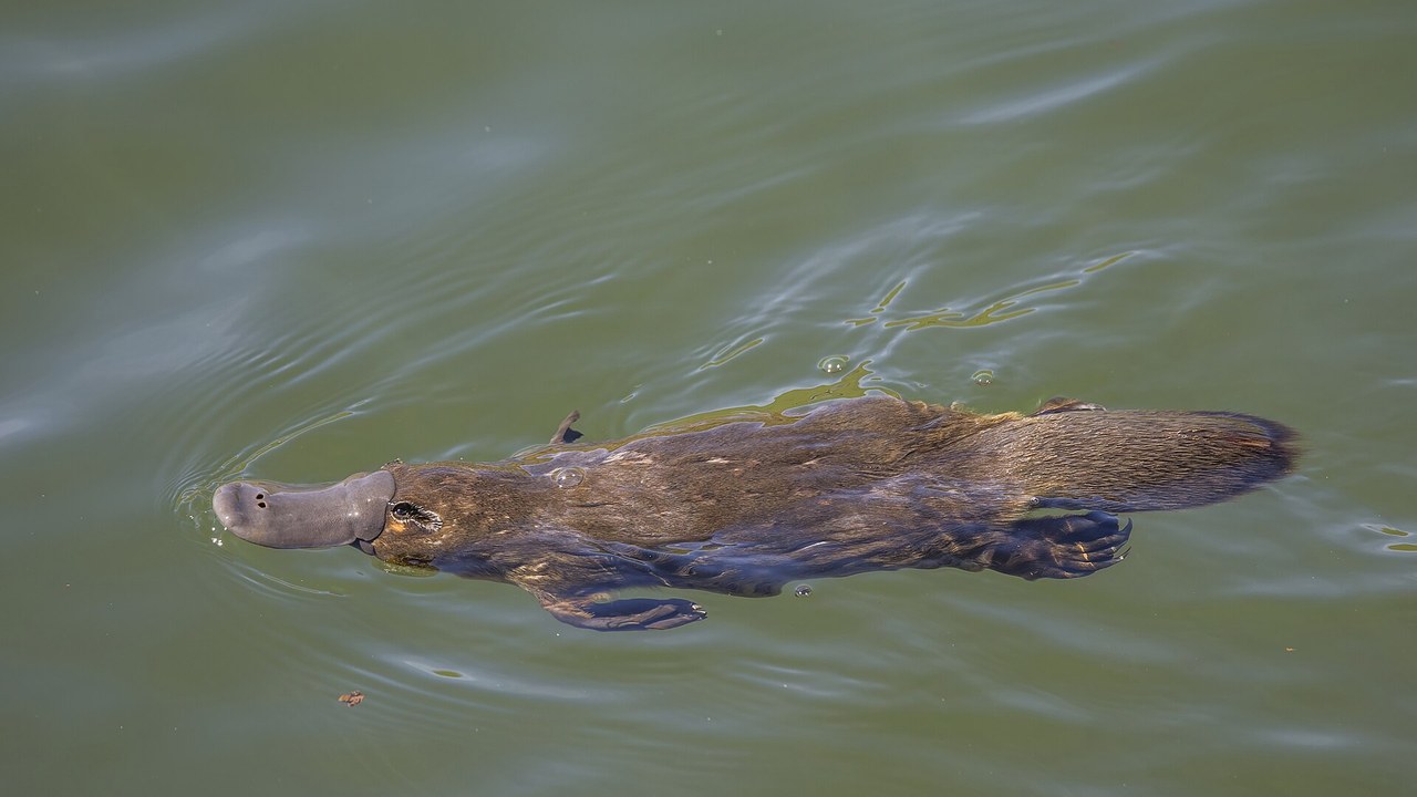 Platypus — Image Credit: Charles J. Sharp - CC BY-SA 4.0/Wiki Commons